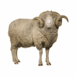 Agneau de l’AÏd